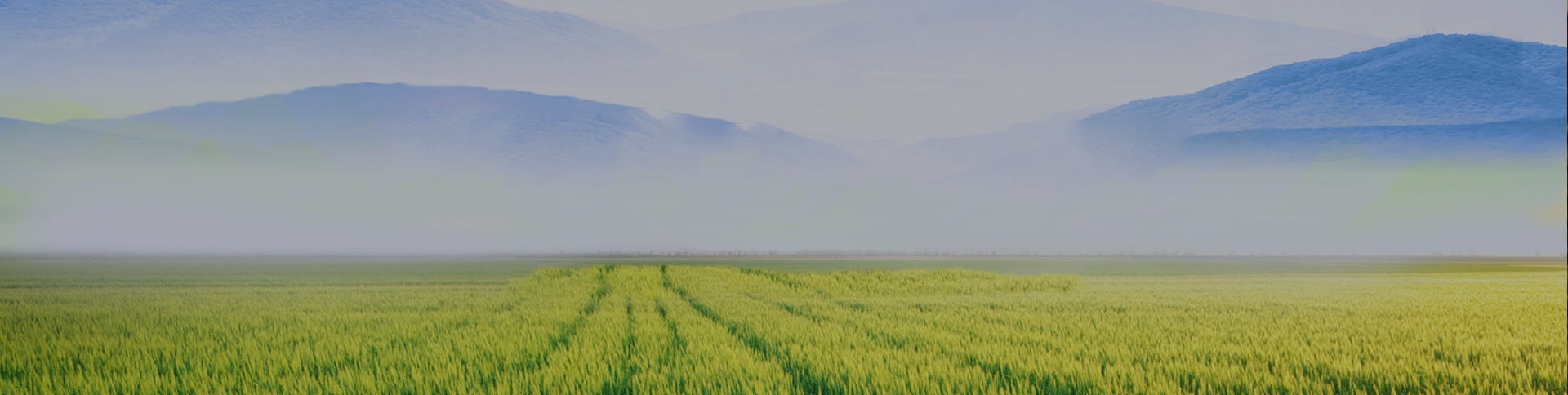 野谷集團(tuán)網(wǎng)站|一網(wǎng)天行-網(wǎng)站建設(shè)小程序APP系統(tǒng)軟件開發(fā)公司