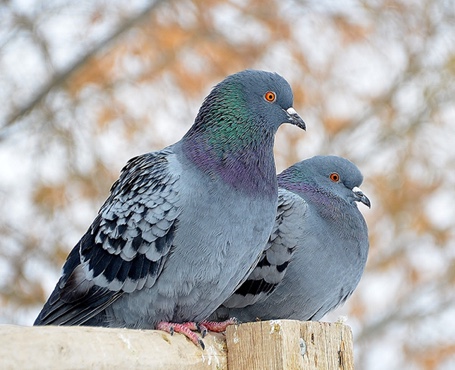 鴿天下-在線拍賣電商平臺|一網(wǎng)天行-網(wǎng)站建設(shè)小程序APP系統(tǒng)軟件開發(fā)公司